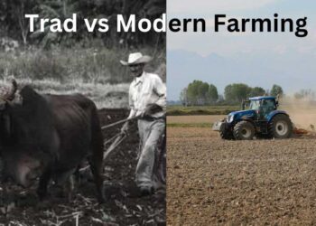 From Field to Finance: Farm CEO vs. Traditional Farmer